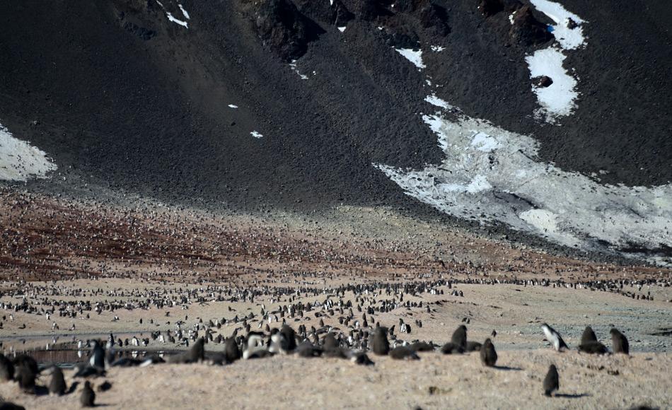Die Adéliepinguinkolonie nahe der Hütte von Borchgrevink ist eine der grössten Pinguinkolonien in Antarktika. Viellicht liegt hier der Schlüssel zum Überleben der Art in der Zukunft. Bild: Michael Wenger