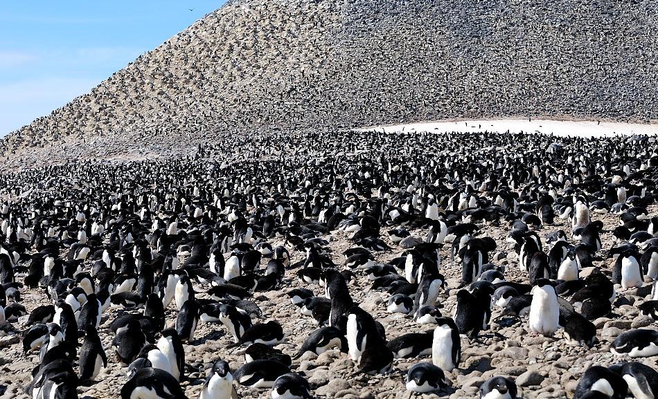 Viele Kolonien entlang der westlichen antarktischen Halbinsel haben einen Rückgang der Populationen durch die Erwärmung des Wassers erfahren. Dadurch schmolz das Eis und der Krill, der Schlüssel zum Überleben der Adéliepinguine, ging zurück. Bild: Michael Wenger
