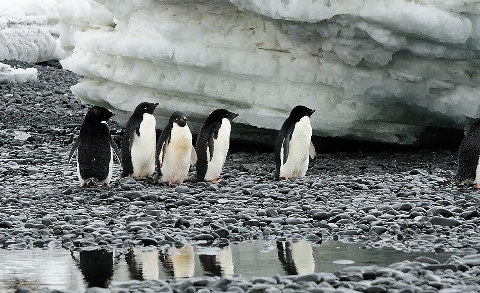 Adéliepinguine sind eine von drei echten Antarktikabewohnern, denn sie brüten an den felsigen Bereichen des Südkontinents. Rund 2.5 Millionen Brutpaare sollen rund um Antarktika vorkommen. Bild: Michael Wenger