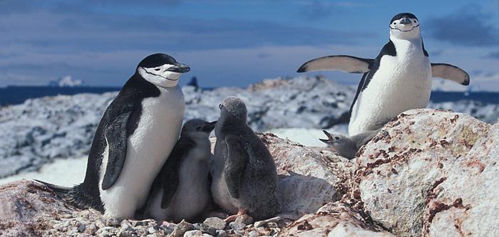 Die ZÃ¼gelpinguin-Elterntiere bringen wegen der Nahrungsknappheit nur noch vereinzelt zwei Jungtiere gross.