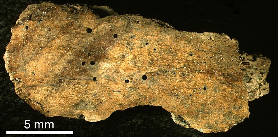 Dieses Rippenfragment eines Wals zeigt die runden Bohrlöcher des Zombie-Wurms, die bis zu 0,5 mm Durchmesser haben.