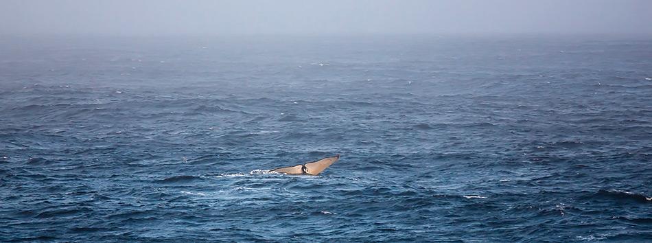 Ein Buckelwal taucht nach einem Atemzug an der Meeresoberfläche wieder hinab in die Tiefe. Das neue Waldetektierungssystem erkennt Tiere wie dieses auf eine Entfernung von bis zu fünf Kilometern. Foto: Stefan Hendricks, AWI