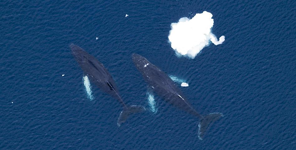 Um Energie zu sparen bleiben junge, noch nicht geschlechtsreife Buckelwale teilweise in den kalten Gewässern der Antarktis. Foto: ITAW/Helena Feindt