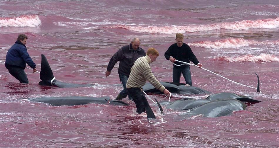 Auf den Färöern Inseln ist das Abschlachten der Grindwale ein «Volksfest». Das Wasser der entsprechenden Bucht färbt sich rot. Diese Bilder wirken auf Aussenstehende oft schockierend.