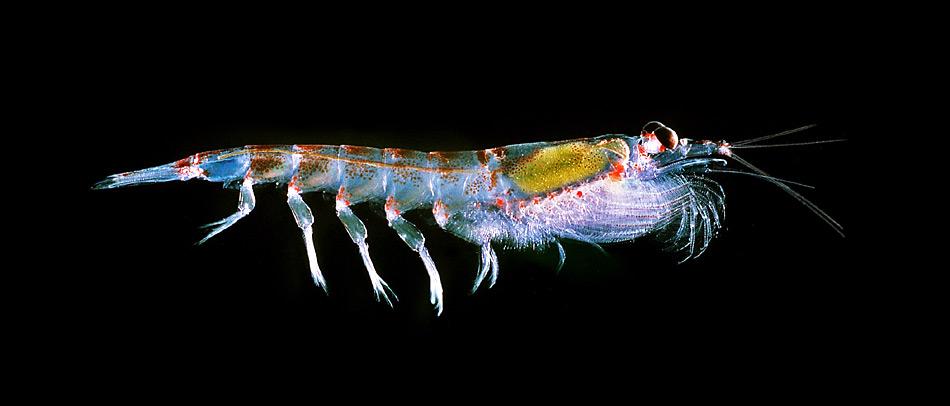 Das Antarktische Krill kommt in den GewÃ¤ssern um die Antarktis und im SÃ¼dlichen Ozean vor. Er lebt in grossen SchwÃ¤rmen. Ein solcher Schwarm kann pro Kubikmeter Wasser 10.000â30.000 Individuen umfassen.