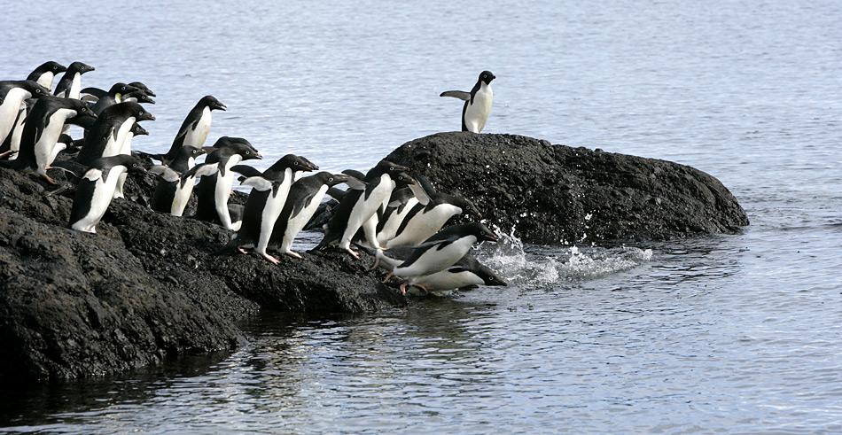 Gemeinsam gehen die Adeliepinguine zum Fischfang. In der Gruppe sind sie besser vor ihren Fressfeinden den Orcas und Seeleoparden geschützt.