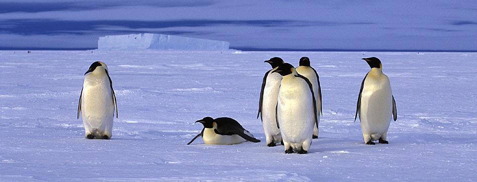 Zur Futtersuche für ihren Nachwuchs müssen die erwachsenen Pinguine von der Kolonie bis zum Meer gelegentlich mehrere hundert Kilometer zurücklegen.