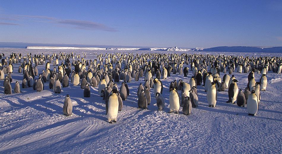 Kaiserpinguine brüten in 45 bekannten Kolonien rund um die Antarktis und ihre Bestandsgrösse wird auf über 260’000 Tiere geschätzt. Foto: Heiner Kubny