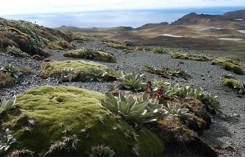 A healthy cushion plant (Azorella macquariensis) with other plants on the alpine plateau of Macquarie Island (Photo: Dana Bergstrom)