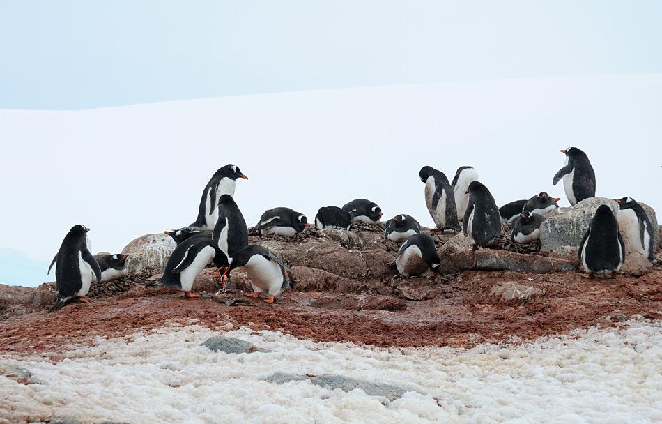 Durch die dunkle OberflÃ¤che des Pinguinkots wird mehr WÃ¤rme aufgenommen und der darunterliegende Schnee schmilzt schneller. So sind begehrte BrutplÃ¤tze auf Felsen schneller verfÃ¼gbar. Bild: Michael Wenger
