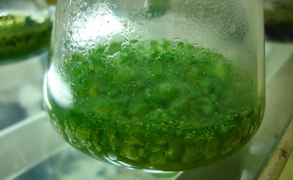 Cyanobakterien gelten als sehr urtümliche Lebewesen, die aber bei der Bildung der Sauerstoffmengen in der Atmosphäre eine massgebende Rolle gespielt haben könnten. Bild: Joydeep, Wikimedia