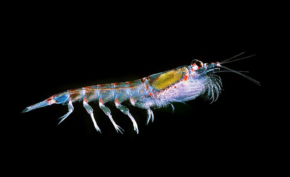 Antarktischer Krill (Euphausia superba) ist die wichtigste Nahrungsquelle im SÃ¼dpolarmeer. Seine Reichhaltigkeit ist an verschiedene Faktoren gebunden und bestimmt die Hotspots im SÃ¼dpolarmeer. Bild: Uwe Kils, Wikipedia
