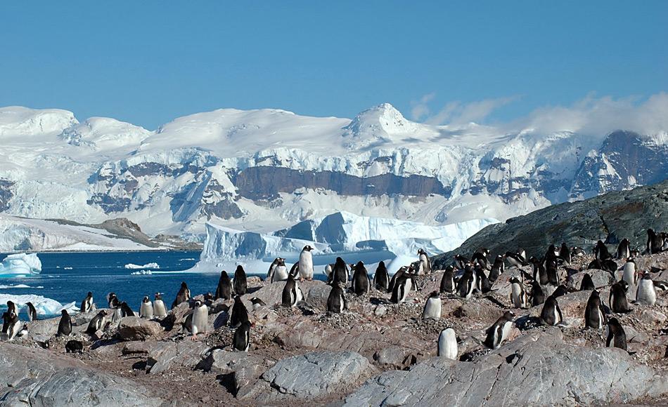 Eselspinguine sind richtige Generalisten unter den Pinguinen. Sie sind rund um Antarktika zu finden und brÃ¼ten nun sogar auf dem Kontinent selbst. Bild: Michael Wenger