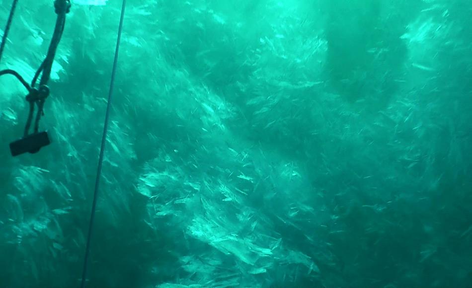 Screenshot einer Unterwasser-Aufnahme der Plättcheneisschicht in der Atka­bucht, Weddellmeer, Antarktis. Die Plättchen messen bis zu 20 Zentimeter im Durchmesser. Foto: AWI, Tauchzentrum