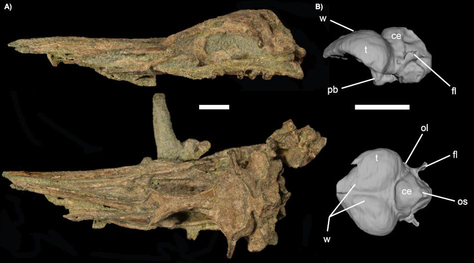 Der Fossilisierte Schädel (links) und das 3D-Modell des Abgusses des Schädelinneren (Endocast, rechts). Die Resultate des Scans zeigen, dass die Grösse des Endocasts vergleichbar ist mit demjenigen moderner Vögel wie Taucher, die sowohl fliegen wie tauchen. Einige Strukturen sind auch heute noch bei modernen Pinguinen sichtbar. Bild James Proffitt