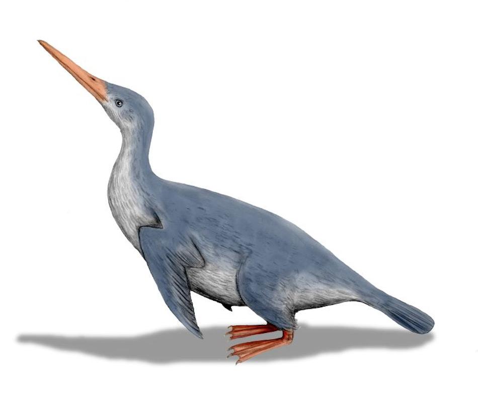 Waimanu bedeutet “Wasservogel” in der Sprache der Maori und beschreibt eine Gruppe von frühen Pinguinen. Sie lebten vor rund 60 Millionen Jahren in Neuseeland und werden als die frühesten fluglosen Mitglieder der Pinguingruppe betrachtet. Bild: Nobe Tamura