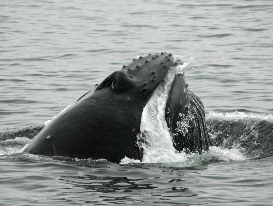 Ein Buckelwal filtert das Wasser nach Krill, indem er es zwischen den Hornplatten, den Barten hindurchpresst. Wie in einem Sieb bleiben die Krebse in den Haaren der Platten hängen. Bild: Robert Pitman, NOAA, Public Domain