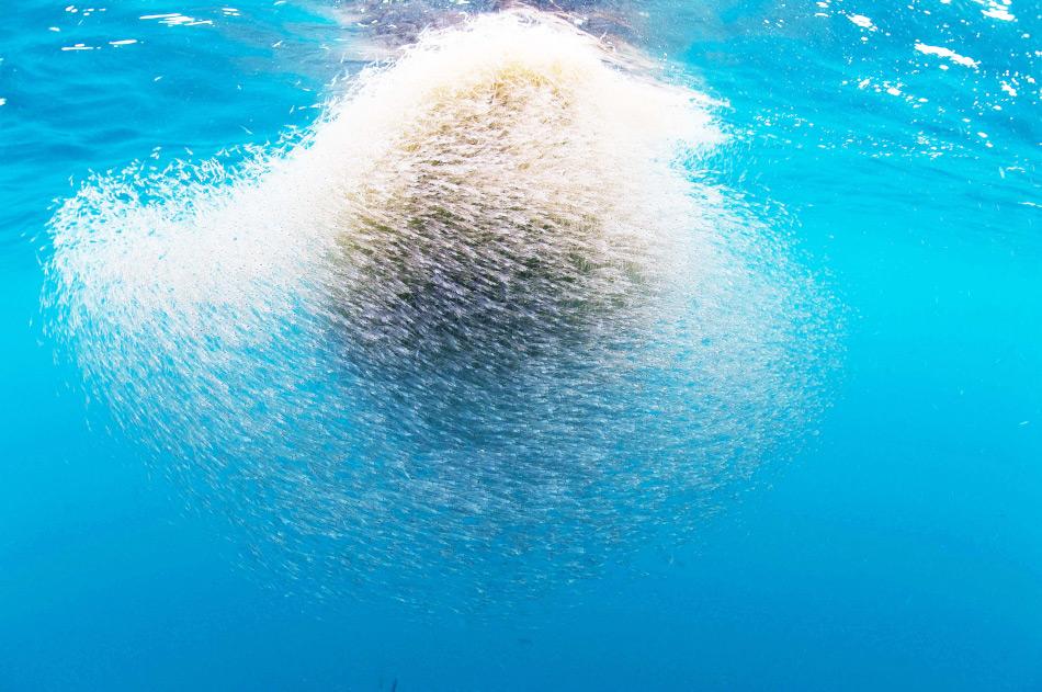 Antarktischer Krill versammelt sich Milliardenfach in den Gewässern rund um die Antarktis und ernährt dort Wale, Robben und Seevögel inklusive Pinguine. Bild: anniekatec.blogspot.com