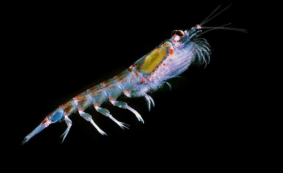 Krill beschreibt verschiedene Krebasrten im Südpolarmeer und bedeutet „Walfutter“. Generell wird Euphausia superba als Antarktischer Krill bezeichnet, der am häufigsten in der südlichen Hemisphäre vorkommt. Bild: Uwe Kils