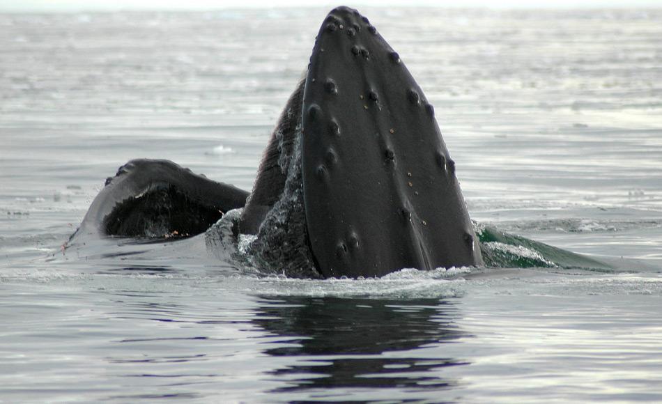 Buckelwale sind hÃ¤ufig in der Bransfieldstrasse und entlang der Antarktischen Halbinsel zu beobachten. Sie sind durch ihre riesige Fluke und den Buckel beim Abtauchen sehr leicht erkennbar. Wenn sie beim Fressen aus dem Wasser kommen, ist der massive Kopf hÃ¤ufig gut sichtbar. Bild: Michael Wenger