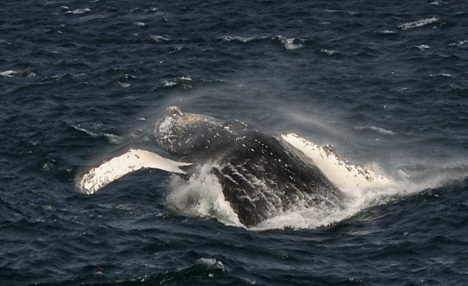 Buckelwale gehören glücklicherweise wieder zu den häufigeren Walsichtungen. In den Gewässern der Antarktis finden sie vom Frühling bis Herbst hervorragende Futtergebiete, vor allem Krill. Das macht sie zu idealen Forschungszielen. Bild: Michael Wenger