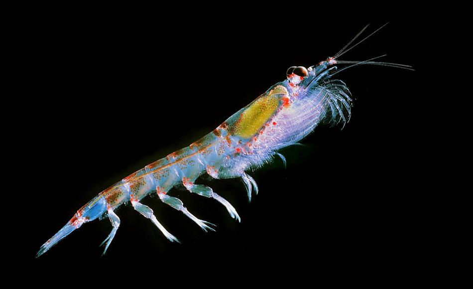 Krill ist die Grundlage des antarktischen Nahrungsnetzes und hängt sehr vom Meereis ab. Gemäss den Forschern könnte Krill genauso stark verschmutzt sein wie Fisch. Dies wären schlechte Neuigkeiten für die aufstrebende Krillfischerei.