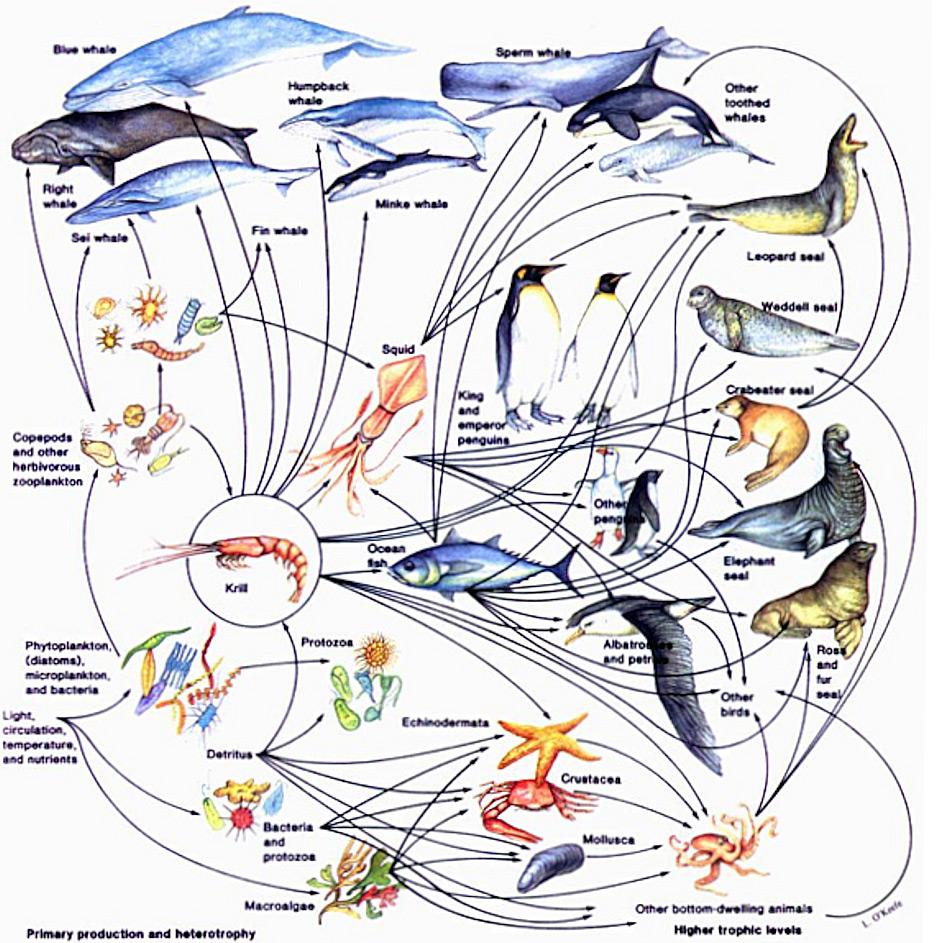 Diese schematische Zeichnung zeigt die Komplexität des antarktischen Nahrungsnetzes. Obwohl Krill die Schlüsselart im Südpolarmeer ist, spielen auch andere Gruppen, wie beispielsweise Mikronekton, eine wichtige Rolle. Doch der Grad der Wichtigkeit muss noch durch MESOPP gezeigt werden. Bild: L. O’Keefe
