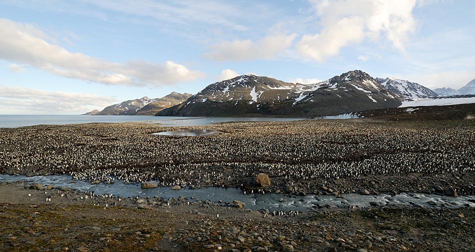 Südgeorgien liegt mitten im Südatlantik und ist britisches Überseegebiet, verwaltet von den Falkland-Inseln aus. Es gilt als eines der grössten Tierparadiese in dieser Region.