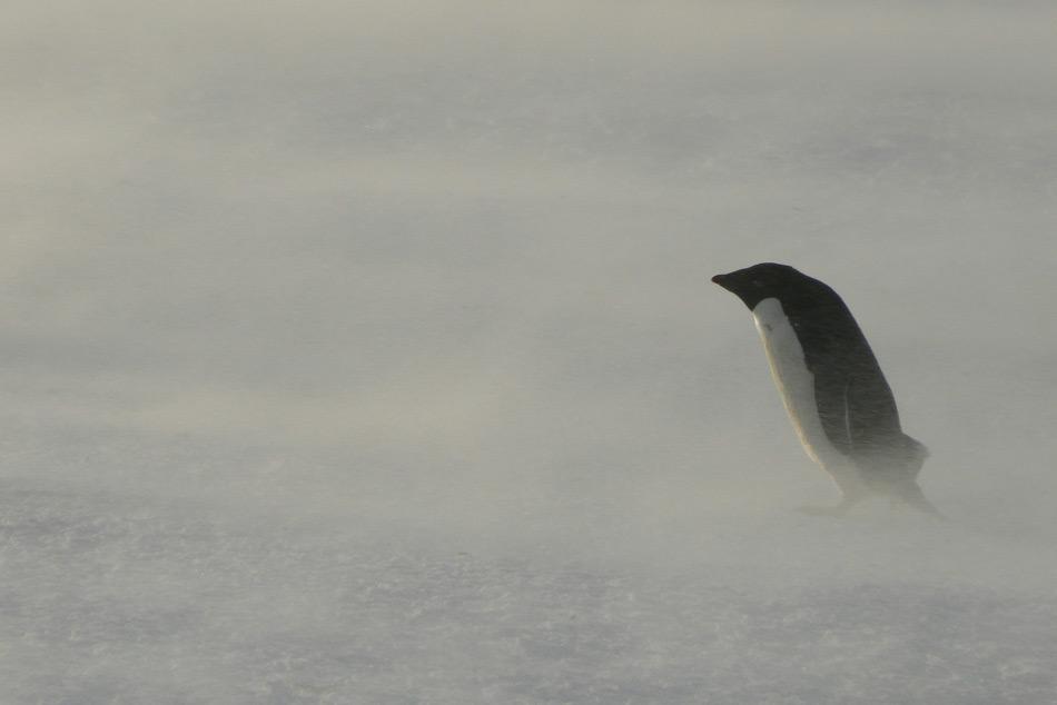 Die hohen Anforderungen an Einrichtungen und Geräte im extremen und unversöhnlichen Klima der Antarktis, erfordern fortlaufende finanzielle Zuwendungen. Pinguine, wie dieser Adéliepinguin im Schneesturm, sind an die harschen Wetterbedingungen bestens angepasst. (Foto: Katja Riedel)