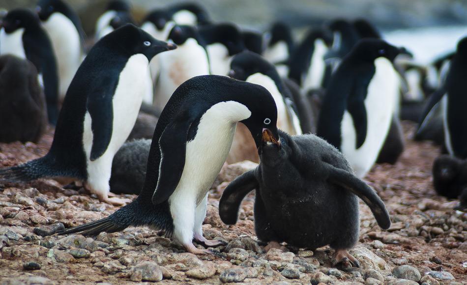 Adelie Pinguine ernähren sich vorwiegend von Krill, einer Schlüsselspezies des antarktischen Ökosystems und Grundnahrungsmittel vieler anderer Tierarten. Krill färbt die Exkremente der Pinguine rot, die sämtliche Steine ​​in den Pinguin-Kolonien bedecken. Bild: Katja Riedel