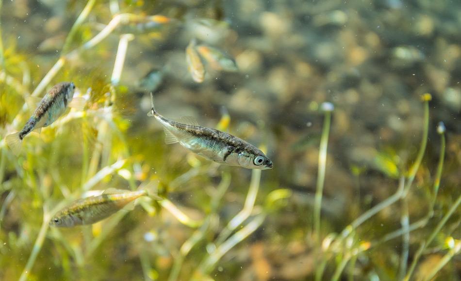 Stichlinge sind eine der hÃ¤ufigsten Fischarten in den Seen Alaskas. Sie werden auch hÃ¤ufig fÃ¼r Umweltstudien verwendet, da sie eine interessante Biologie aufweisen und sauberes Wasser benÃ¶tigen. Bild: Jason Ching