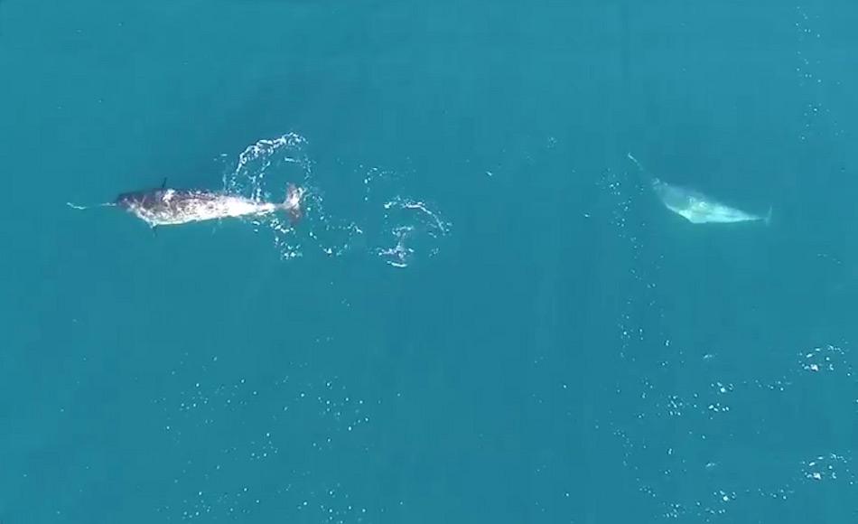 Die Aufnahmen, die veröffentlich worden sind, zeigen die Narwale in einer Bucht des Tremblay Sound auf der Jagd nach Polardorschen. Die Tiere jagen scheinbar jeder für sich und treiben die Dorsche vor sich her. Bild: DFO