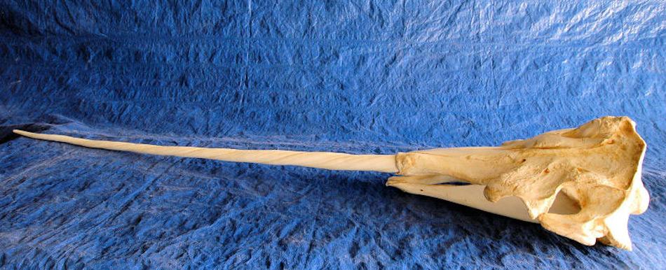 Der Stosszahn bei Narwalen ist normalerweise der einzige Zahn und ist ursprünglich ein Prämolare oder Reisszahn. Er bildete die Grundlage für das sagenumwobene Einhorn, als die Wikinger mit den Zähnen Handel in Europa betrieben hatten.