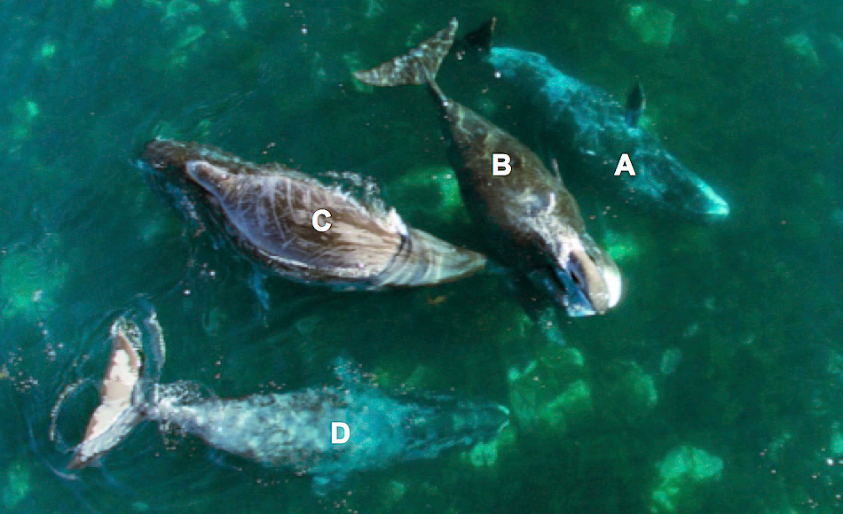 Beispiele von vier GrÃ¶nlandwalen mit gefleckter Haut, die ihren KÃ¶rper an Felsen in Brown Harbour am 7. August 2016 reiben. Tier (A) reibt seine rechte Seite seines Kopfes an einem Stein und Tier (D) benutzt die Felsen, um sich sein Kinn zu reinigen. An Tier (C) sind frÃ¼here Beweise fÃ¼r das Steinereiben sichtbar aufgrund der langen, dÃ¼nnen Linien, Ã¼ber den ganzen KÃ¶rper laufen. Bild: Sarah Fortune