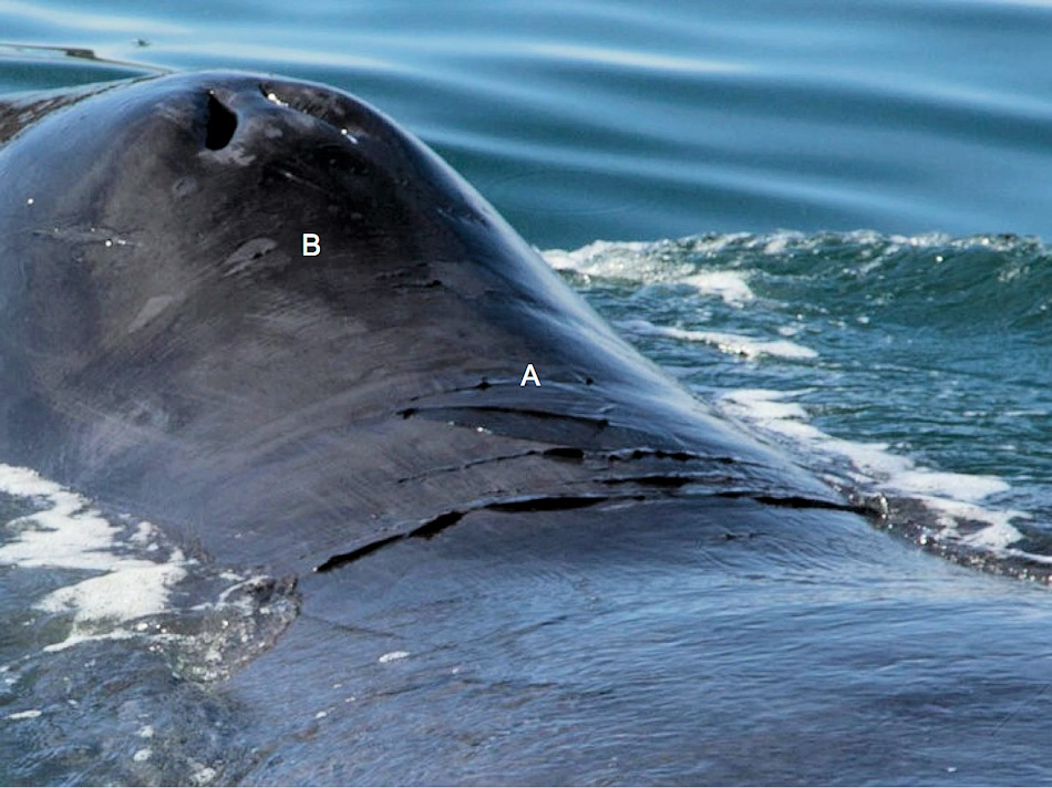 Die Unterschiede zwischen toter Haut (A) und Hautflecken (B) wird ersichtlich, wenn man GrÃ¶nlandwalen sich nÃ¤hert. Denn diese Teile werden an den Felsen gerieben, wie von den Forschern beobachtet.