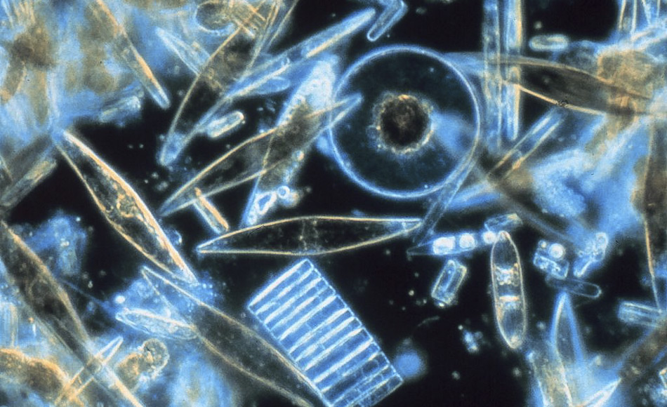 Verschiedene Diatomeen, auch Kieselalgen genannt, durch ein Mikroskop betrachtet. Diese winzigen Phytoplankton Organismen sind von einer Silikat-Zellwand eingeschlossen und leben zwischen den Kristallen des Meereises in der Antarktis und Arktis. (Bild: Wikipedia, Prof. Gordon T. Taylor, Stony Brook Universität - corp2365, NOAA Corps Collection)