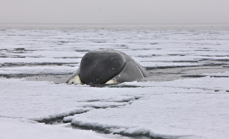 Grönlandwale sind echte Eisliebhaber und verbringen viel Zeit an der Eiskante und im Eis auf