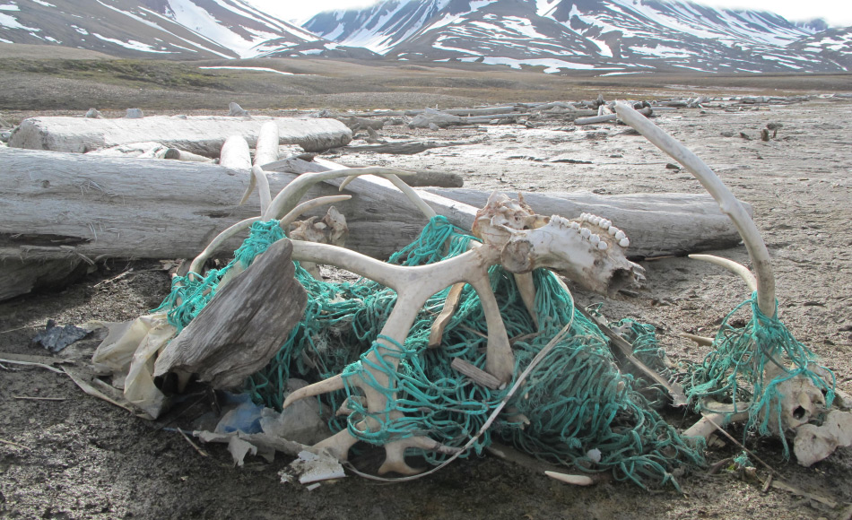 Nicht nur kleine Plastikteile in der Nahrungskette sind eine Gefahr für Tiere. Auch grosse Teile wie Treibnetze im Meer bilden eine riesige Gefahr sowohl für Meerestiere und Landtiere wie Rentiere, die sich in den angetriebenen Netzen verheddern und sich nicht mehr bewegen können. Bild: Elin Lien / Sysselmannen