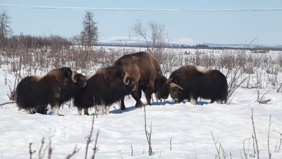 Bisons und Moschusochsen gehören ebenfalls zur natürlichen Fauna des Parkes. (Foto: Pleistocene Park)