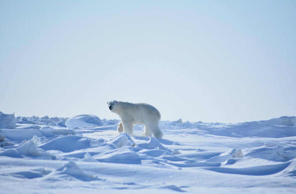 Eisbären fühlen sich hier wohl. (Bild: WWF Russland)