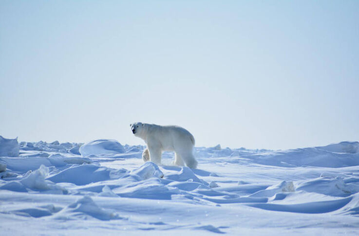 Eisbären fühlen sich hier wohl. (Bild: WWF