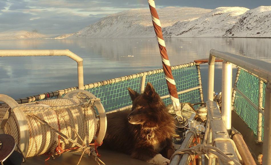 Sieben Schlittenhunde befanden sich ebenfalls an Bord der Arktika. Sie sollten fÃ¼r die Schlittenreise bis zum Nordpol eingesetzt werden. Bild: Arktika/Facebook