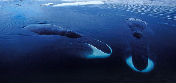 Grönlandwale