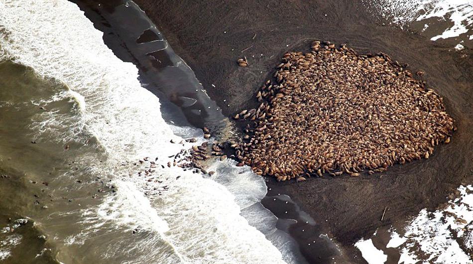 Am 23. September 20124 wurden an der Küste bei Point Lay erstmals ca. 1.500 Walrosse gezählt...