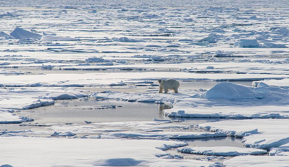 Ein Eisbären in der Weite des Meereises im arktischen Ozean (Foto: Katja Riedel)