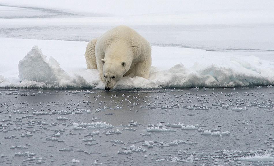 Ein Eisbär prüft die dicke des Meereises. Wird es ihn tragen? Das Meereis ist ein wichtiger Lebensraum für Eisbären von dem sie aus jagen. Für ihre Hauptbeute, den Bart- und Ringelrobben dient es als Ruhestätte. (Foto: Katja Riedel)