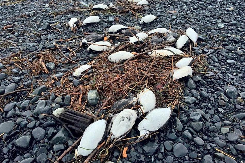 Das Ereignis im Katmai Nationalpark ist neueste in einer Reihe von VorfÃ¤llen mit toten Lummen entlang der sÃ¼dwestlichen KÃ¼ste Alaskas. Beispielsweise wurden in Whittier mehrere zehntausend tote VÃ¶gel an den StrÃ¤nden gefunden. Bisher haben die Forscher noch keine Antwort auf die Frage nach der Todesursache. Bild: David Irons, USFWS