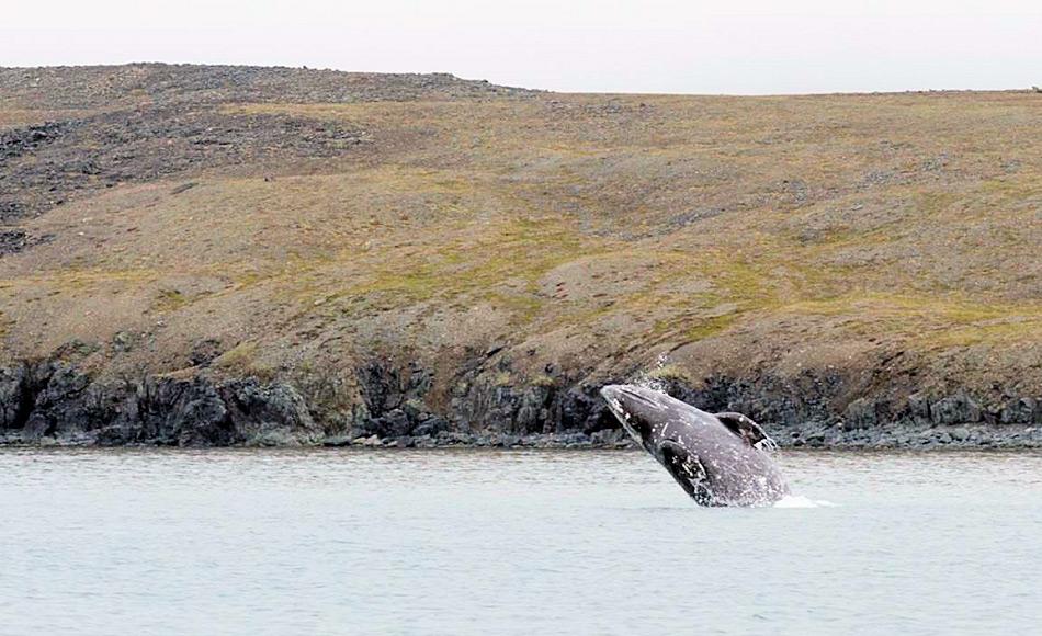 Grauwale untenehmen eine der längsten Wanderungen aller Säugetiere und wandern von der Baja California bis in die Beringstrasse und zurück. Die Wale sind auch eine wichtige Nahrungsquelle für die lokalen Inuit- und Tschuktschenorte entlang der russischen Küste. Bild: Samuel Blanc