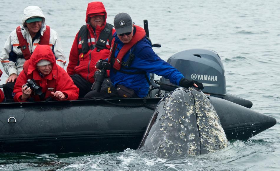 Grauwale sind oft neugierig und können nahe an Boote kommen. Dies hat sie zu den Lieblingen von Whale watching Touren gemacht.