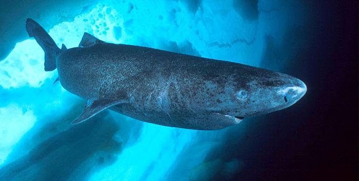 Der Grönlandhai wird 4 bis 5 Meter lang, seine Lebenserwartung beträgt ca. 200 Jahr.